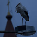 A Polgár belvárosában telelő gólyát napkelte előtt örökítettük meg. (Polgár, 2011.12.05.)
